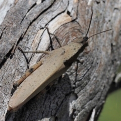 Goniaea australasiae (Gumleaf grasshopper) at Mount Clear, ACT - 4 Jan 2018 by KenT