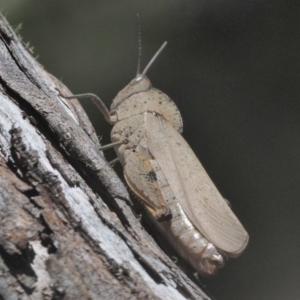 Goniaea australasiae at Mount Clear, ACT - 4 Jan 2018 11:48 AM