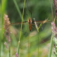 Leptotarsus (Macromastix) costalis (Common Brown Crane Fly) at Mount Clear, ACT - 4 Jan 2018 by KenT