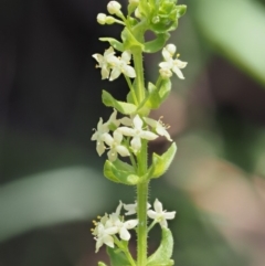 Galium ciliare subsp. ciliare at Mount Clear, ACT - 1 Jan 2018 by KenT