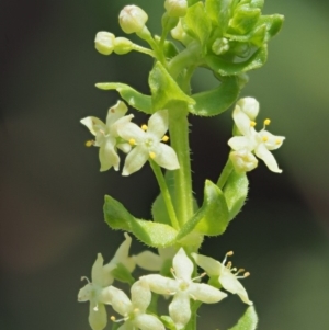 Galium ciliare subsp. ciliare at Mount Clear, ACT - 1 Jan 2018 10:00 AM