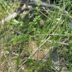 Galium ciliare subsp. ciliare at Mount Clear, ACT - 1 Jan 2018 10:00 AM