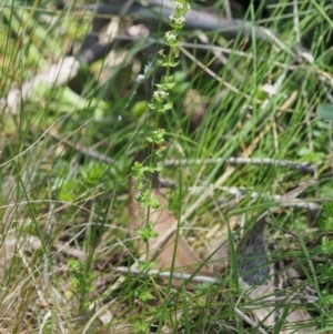 Galium ciliare subsp. ciliare at Mount Clear, ACT - 1 Jan 2018 10:00 AM