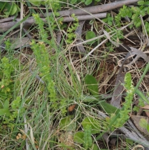 Galium ciliare subsp. ciliare at Mount Clear, ACT - 1 Jan 2018 10:00 AM