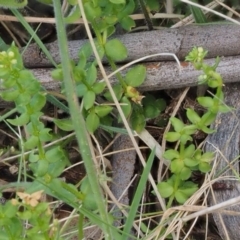 Galium ciliare subsp. ciliare at Mount Clear, ACT - 1 Jan 2018 10:00 AM