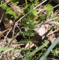 Oreomyrrhis eriopoda at Mount Clear, ACT - 1 Jan 2018 08:43 AM