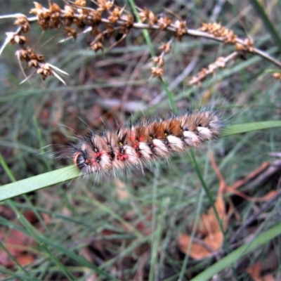 Anthela canescens (Anthelid moth) at Namadgi National Park - 28 Dec 2014 by CathB