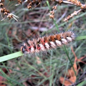 Anthela canescens at Cotter River, ACT - 28 Dec 2014