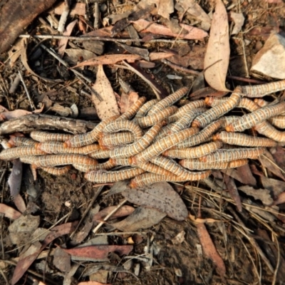 Perginae sp. (subfamily) (Unidentified pergine sawfly) at Belconnen, ACT - 12 Mar 2016 by CathB