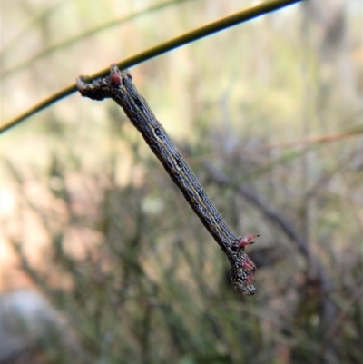 Chlenias (genus) (A looper moth) at Aranda Bushland - 4 Nov 2017 by CathB