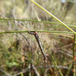 Chlenias (genus) at Aranda, ACT - 4 Nov 2017