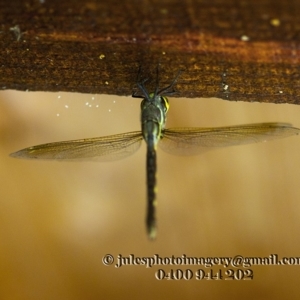 Adversaeschna brevistyla at Bald Hills, NSW - 2 Jan 2018 03:37 AM