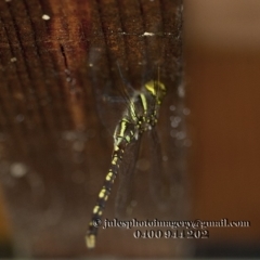 Adversaeschna brevistyla at Bald Hills, NSW - 2 Jan 2018 03:37 AM
