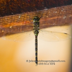 Adversaeschna brevistyla at Bald Hills, NSW - 2 Jan 2018 03:37 AM