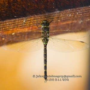 Adversaeschna brevistyla at Bald Hills, NSW - 2 Jan 2018 03:37 AM