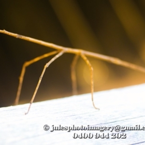 Ctenomorpha marginipennis at Bald Hills, NSW - 6 Jan 2018