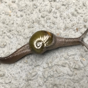 Helicarion sp. at Bournda National Park - 15 Dec 2017 08:25 AM