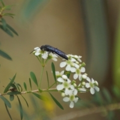 Tiphiidae (family) (Unidentified Smooth flower wasp) at Cook, ACT - 28 Dec 2017 by Tammy