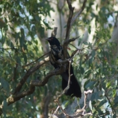 Eudynamys orientalis (Pacific Koel) at Cook, ACT - 2 Jan 2018 by Tammy