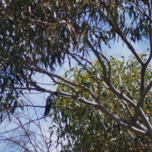 Coracina novaehollandiae at Cook, ACT - 3 Jan 2018