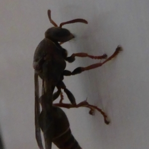 Polistes (Polistella) humilis at Flynn, ACT - 7 Jan 2018 12:00 AM