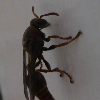 Polistes (Polistella) humilis (Common Paper Wasp) at Flynn, ACT - 6 Jan 2018 by Christine