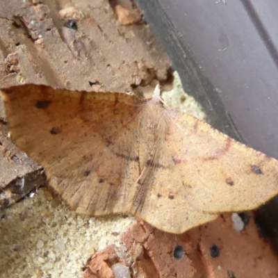 Rhinodia rostraria (Necklace Geometrid) at Flynn, ACT - 7 Jan 2018 by Christine