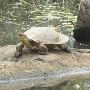 Emydura macquarii at Watson, ACT - 8 Jan 2018