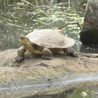 Emydura macquarii (Macquarie Turtle) at Watson, ACT - 7 Jan 2018 by Christine