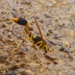 Sceliphron laetum (Common mud dauber wasp) at Watson, ACT - 8 Jan 2018 by Christine