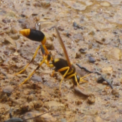 Sceliphron laetum (Common mud dauber wasp) at Watson, ACT - 8 Jan 2018 by Christine