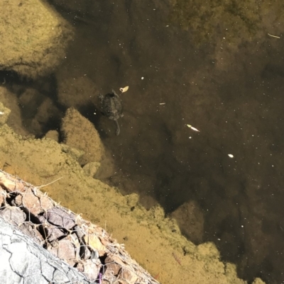 Chelodina longicollis (Eastern Long-necked Turtle) at Curtin, ACT - 7 Jan 2018 by Simmo