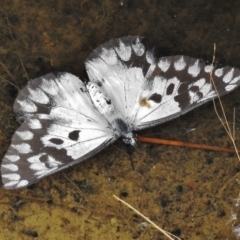 Delias aganippe (Spotted Jezebel) at Paddys River, ACT - 8 Jan 2018 by JohnBundock