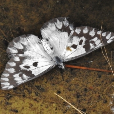 Delias aganippe (Spotted Jezebel) at Paddys River, ACT - 8 Jan 2018 by JohnBundock