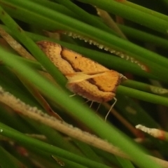 Anachloris subochraria (Golden Grass Carpet) at Paddys River, ACT - 7 Jan 2018 by JohnBundock