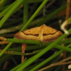 Anachloris subochraria at Paddys River, ACT - 8 Jan 2018 07:50 AM