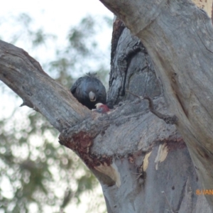 Callocephalon fimbriatum at Hughes, ACT - suppressed