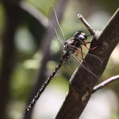 Austroaeschna multipunctata (Multi-spotted Darner) at Paddys River, ACT - 1 Jan 2018 by HarveyPerkins