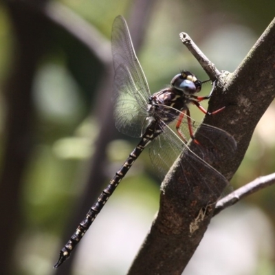 Austroaeschna multipunctata (Multi-spotted Darner) at Gibraltar Pines - 1 Jan 2018 by HarveyPerkins