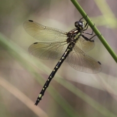 Eusynthemis virgula (Golden Tigertail) at Namadgi National Park - 6 Jan 2018 by HarveyPerkins