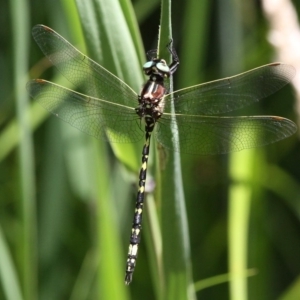 Synthemis eustalacta at Rendezvous Creek, ACT - 6 Jan 2018