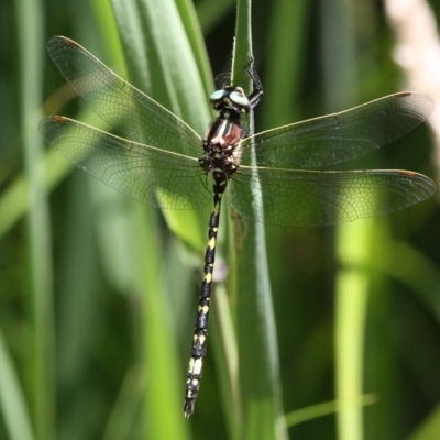 Synthemis eustalacta (Swamp Tigertail) at Namadgi National Park - 6 Jan 2018 by HarveyPerkins