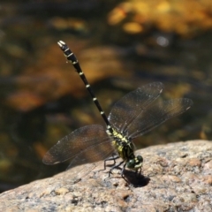 Hemigomphus gouldii (Southern Vicetail) at Booth, ACT - 6 Jan 2018 by HarveyPerkins