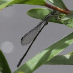 Rhadinosticta simplex (Powdered Wiretail) at Kambah, ACT - 26 Dec 2017 by HarveyPerkins