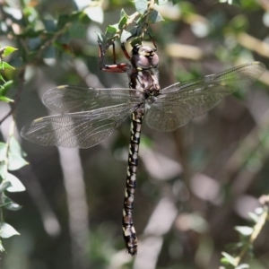 Austroaeschna atrata at Cotter River, ACT - 30 Dec 2017 01:58 PM