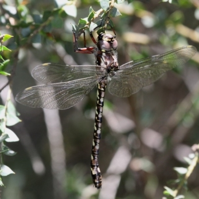 Austroaeschna atrata (Mountain Darner) at Namadgi National Park - 30 Dec 2017 by HarveyPerkins