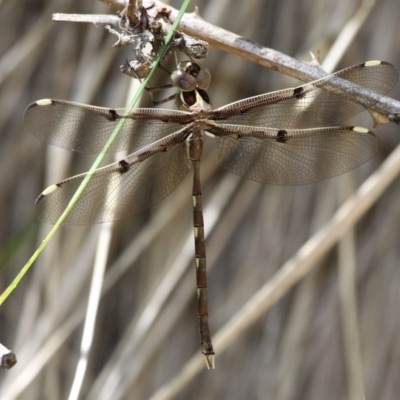 Telephlebia brevicauda (Southern Evening Darner) at Paddys River, ACT - 30 Dec 2017 by HarveyPerkins