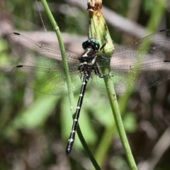 Eusynthemis guttata (Southern Tigertail) at Gibraltar Pines - 30 Dec 2017 by HarveyPerkins