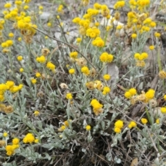 Chrysocephalum apiculatum (Common Everlasting) at Hume, ACT - 8 Jan 2018 by nath_kay