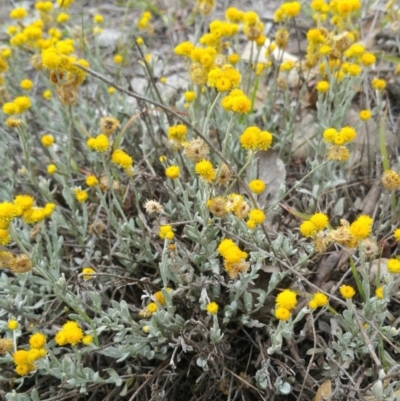 Chrysocephalum apiculatum (Common Everlasting) at Hume, ACT - 8 Jan 2018 by nathkay